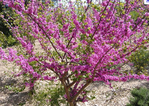 Un mois d'avril de soleil, de fleurs et de beau temps comme on en a rarement connu.